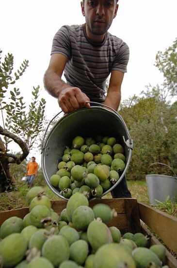 Feijoa harvesting in Sochi