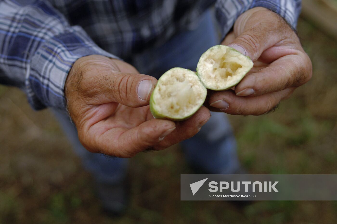 Feijoa harvesting in Sochi