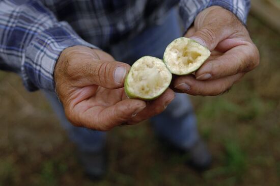 Feijoa harvesting in Sochi