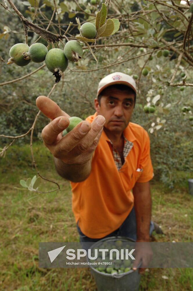 Feijoa harvesting in Sochi