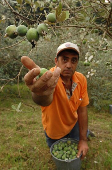 Feijoa harvesting in Sochi