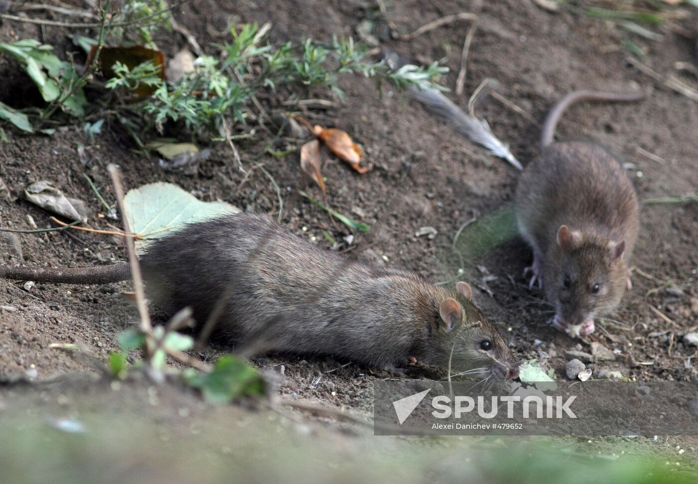 Rat
