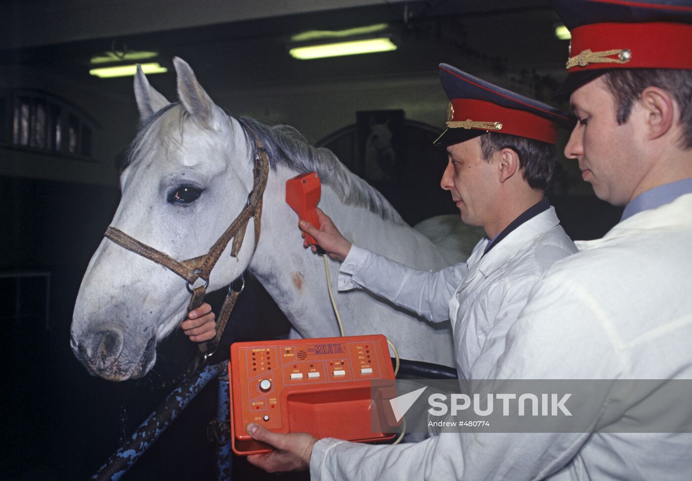 Veterinary service in the cavalry battalion