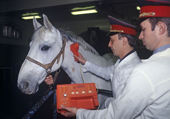 Veterinary service in the cavalry battalion