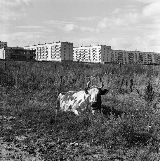 Cow in Belyayevo-Bogorodskoye District