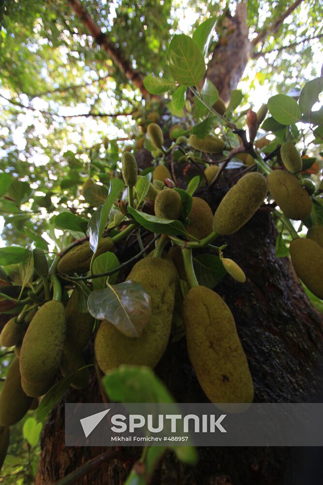 Royal Botanical Garden in Peradeniya