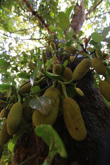 Royal Botanical Garden in Peradeniya