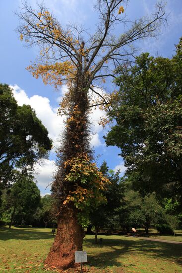 Royal Botanical Garden in Peradeniya