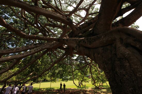 Royal Botanical Garden in Peradeniya