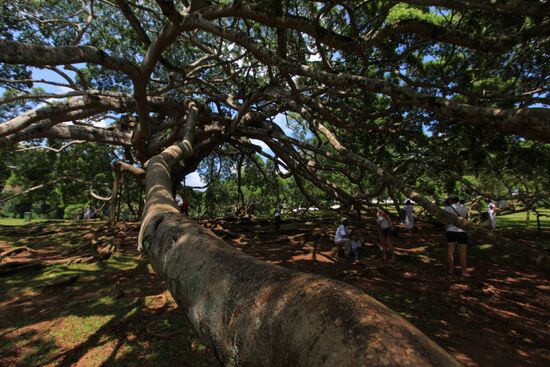 Royal Botanical Garden in Peradeniya