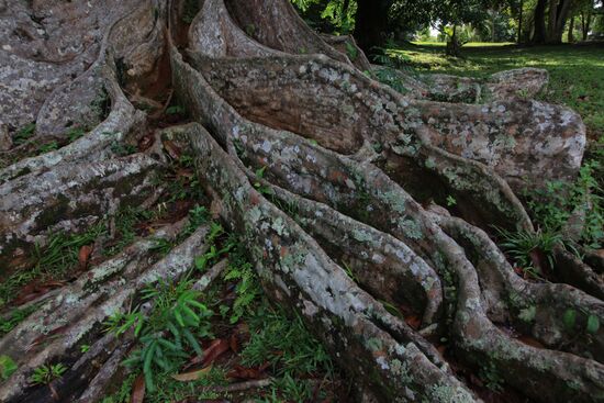 Royal Botanical Garden in Peradeniya
