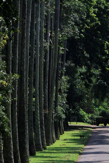 Royal Botanical Garden in Peradeniya