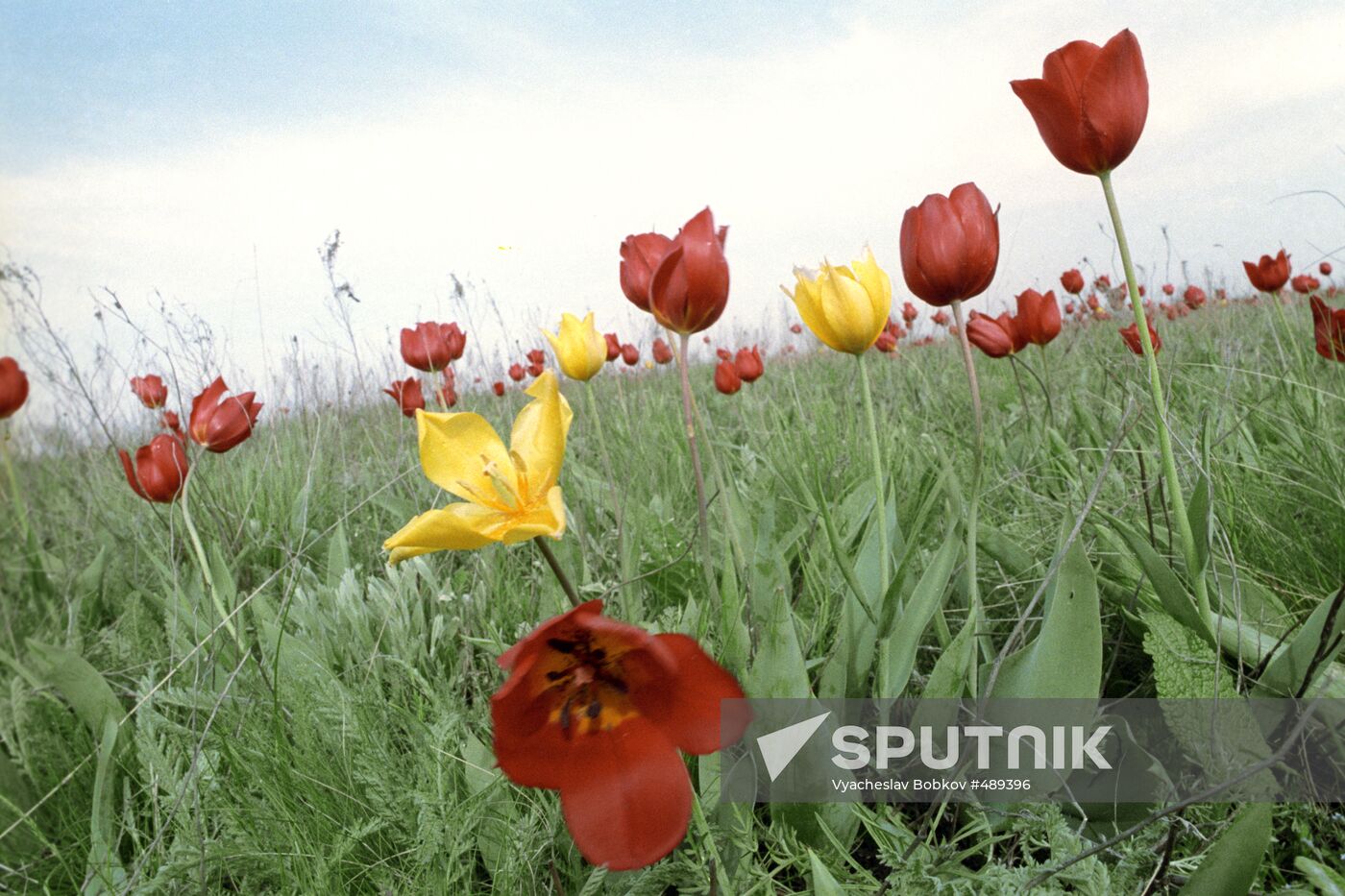 Tulips on the plains