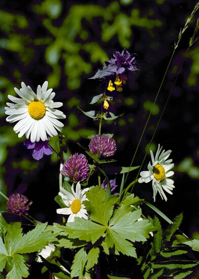 Wild flowers