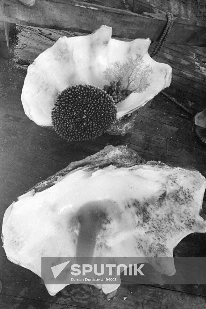 Gifts of sea