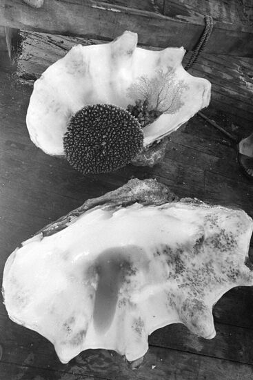 Gifts of sea