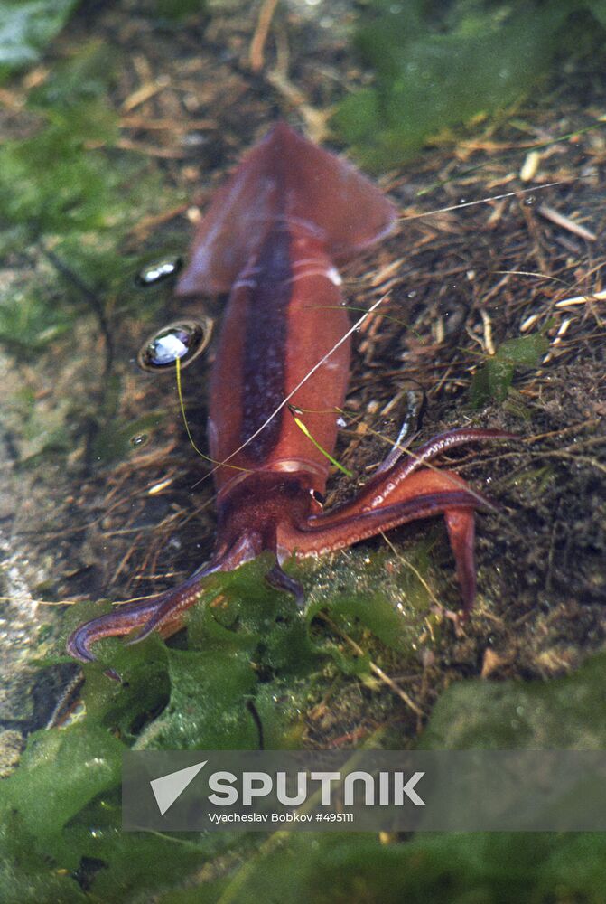 A squid