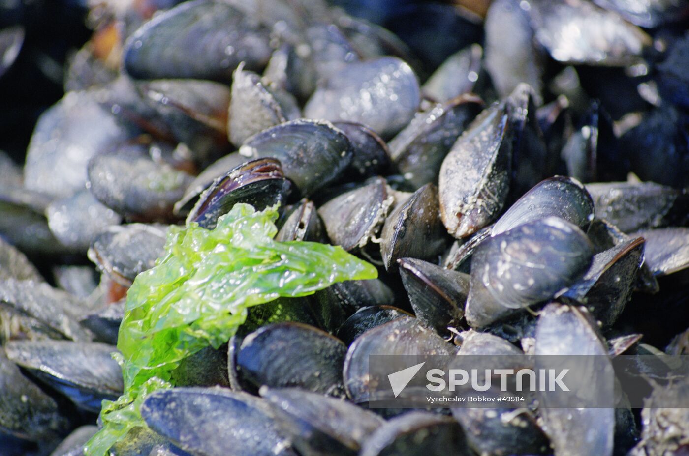 Mussels