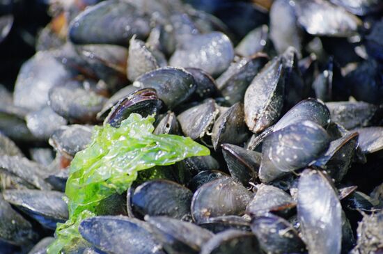 Mussels