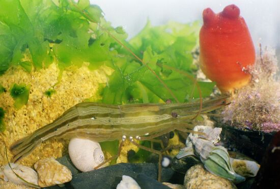 On the seabed
