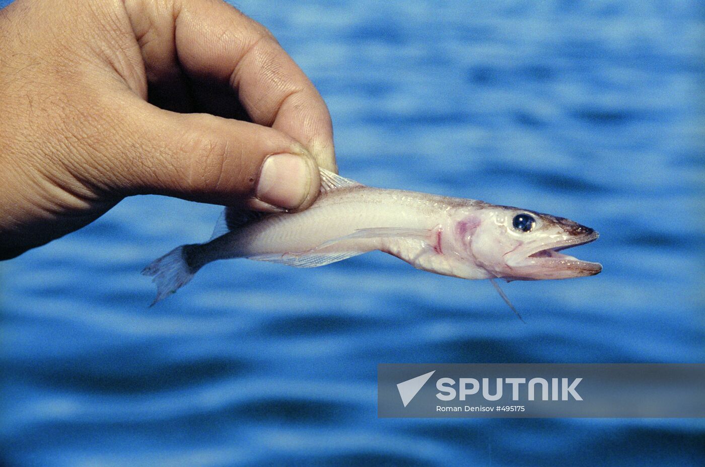 Baikal oilfish