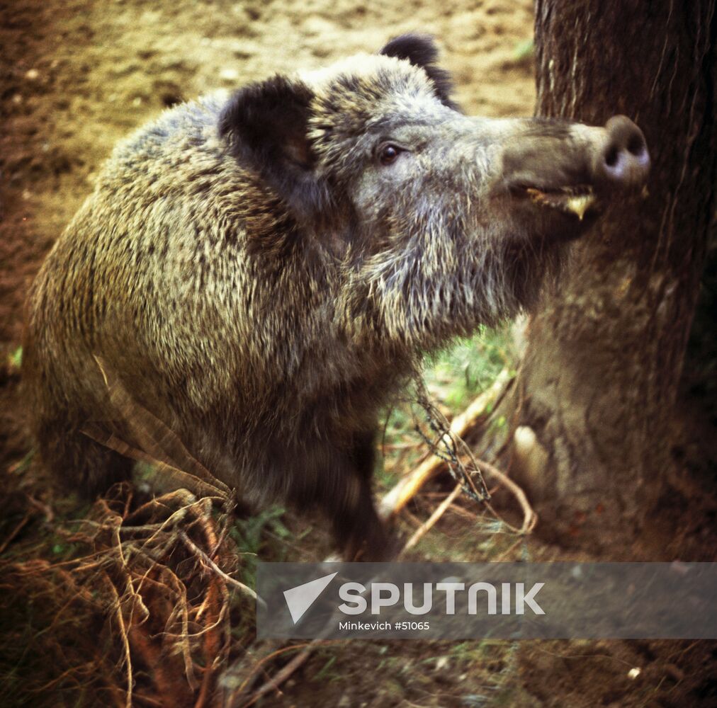 WILD BOAR
