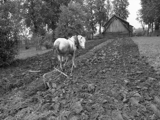 HORSE