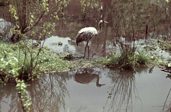 COMMON CRANE ASKANIA-NOVA