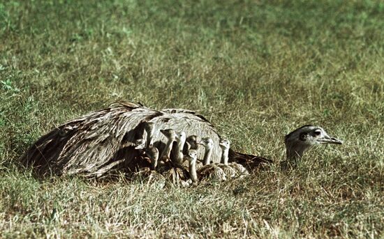 OSTRICH NANDU YOUNGLINGS ASKANIA-NOVA