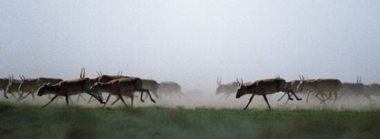 SAIGAS 