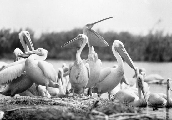 ROMANIA DANUBE PELICANS