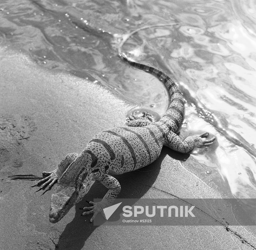 GOANNA