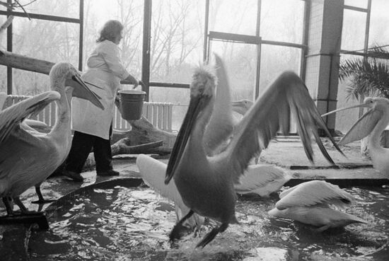 PELICANS 