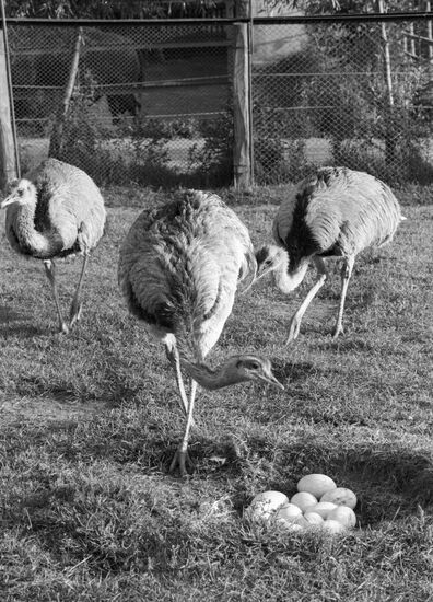 MENA ZOO OSTRICHES EGGS