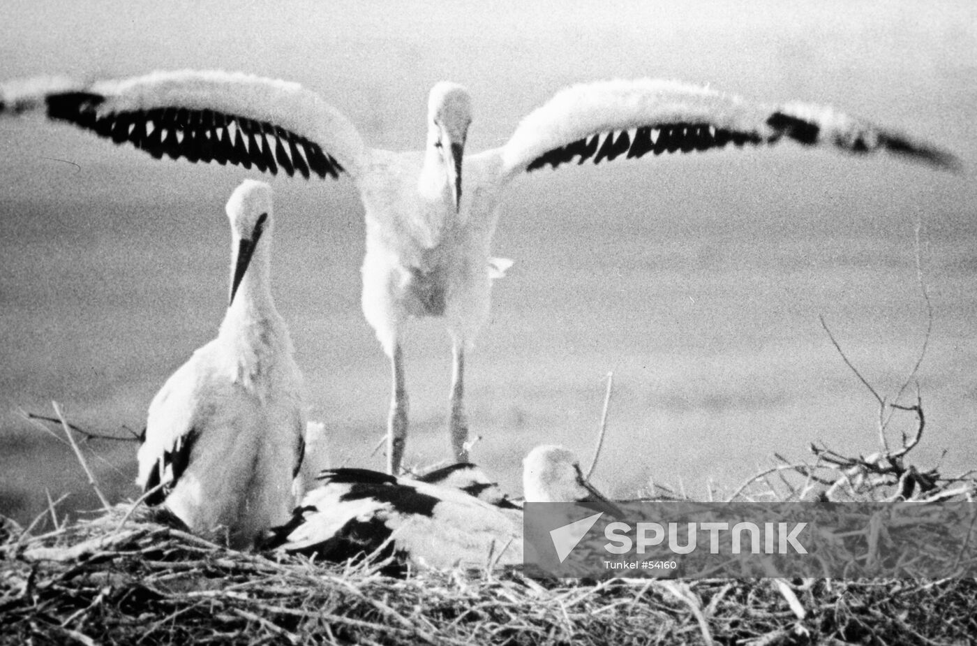 STORK NEST