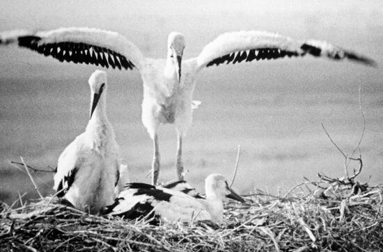 STORK NEST