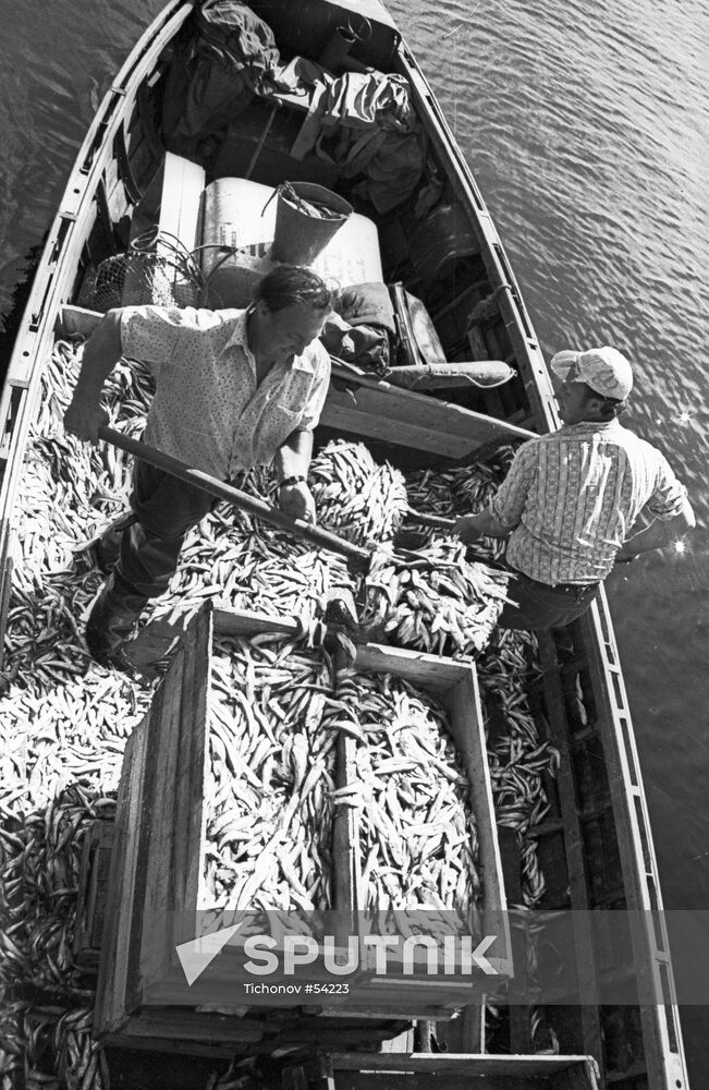 FISHERMEN BALTIC HERRING