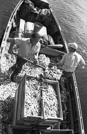 FISHERMEN BALTIC HERRING
