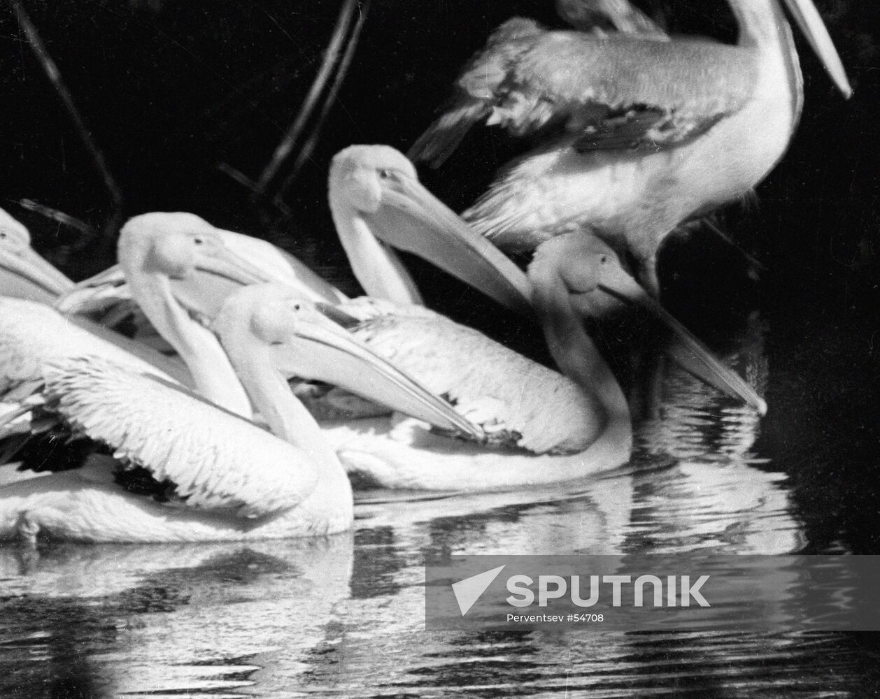 PELICANS
