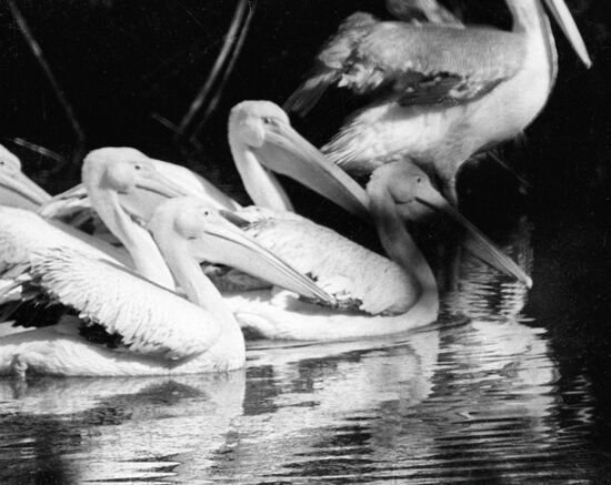PELICANS