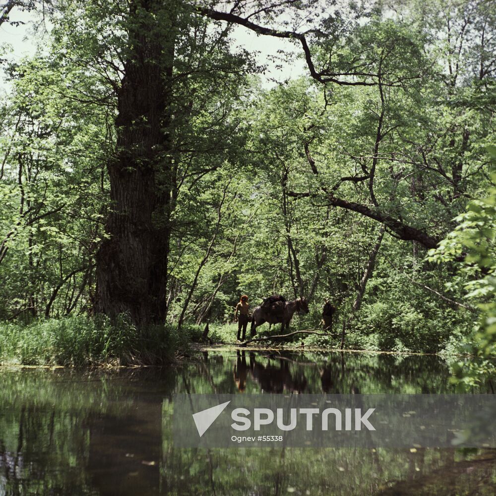 FOREST