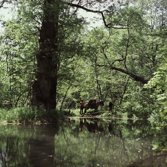 FOREST