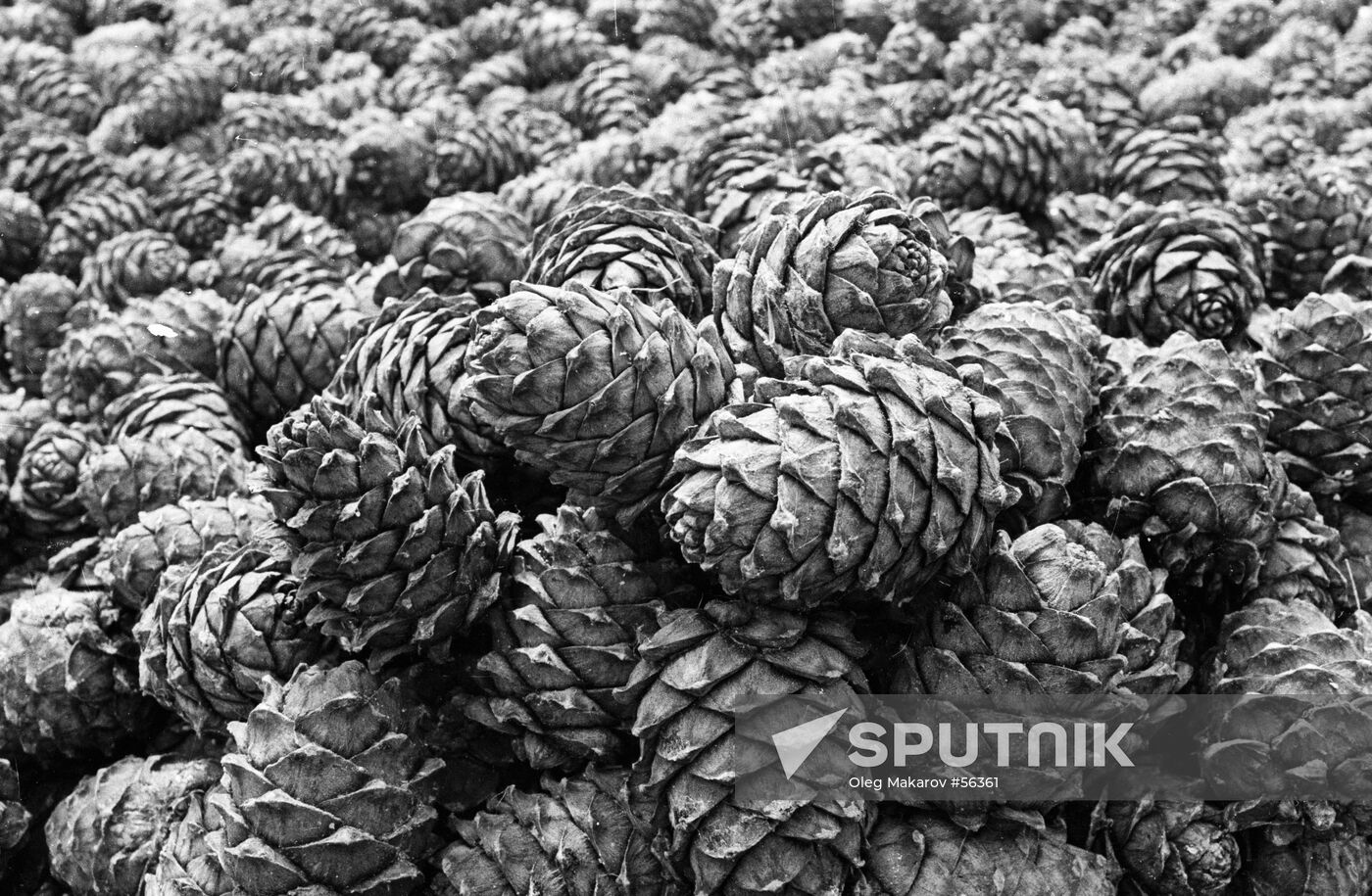 SIBERIAN CEDAR NUTS