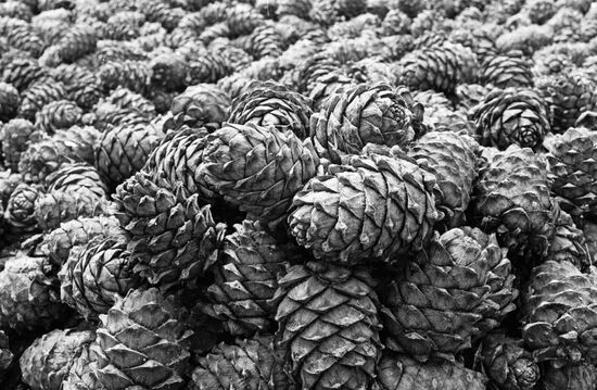 SIBERIAN CEDAR NUTS