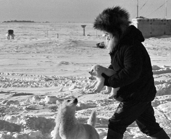 ARCTIC POLAR EXPLORER PUS DOG