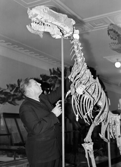 YEFREMOV SKELETON DINOSAUR 