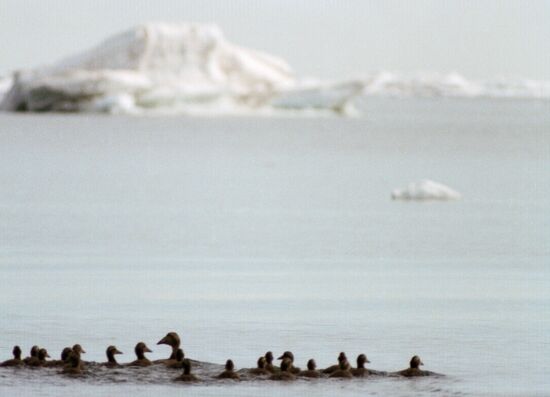 GEESE