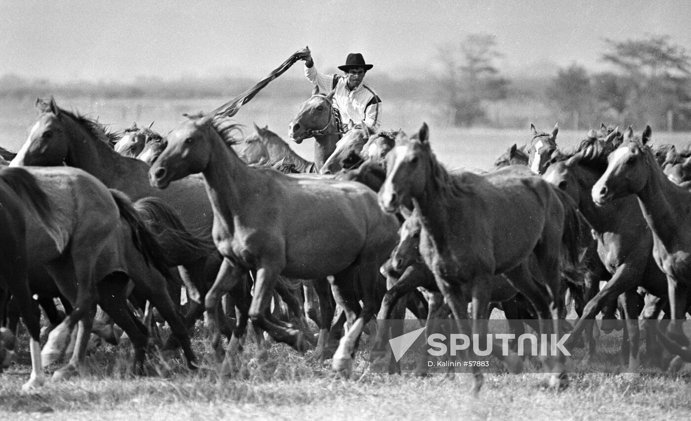 HORSES HERD