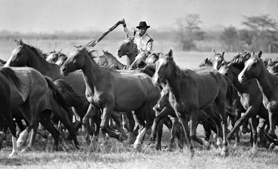 HORSES HERD