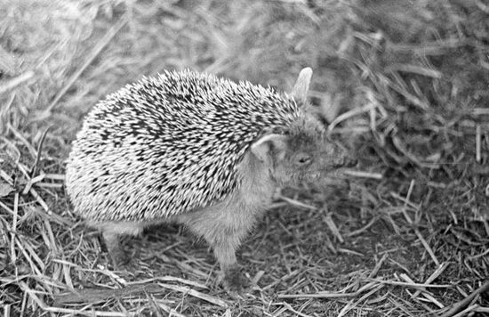 HEDGEHOG 